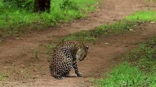 Witnessed a leopardess walking gracefully through the jungle on an evening safari at Bandipur [upl. by Hgielak]