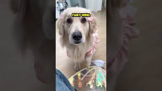 This Golden Retriever Turned into a Fairy 😲❤️ [upl. by Bills]