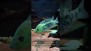 The Ornate Cichlid Mesoheros Ornatus [upl. by Rebekah]