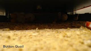 5 Day Old Chicks Button Quail Cam 11824 [upl. by Weingarten]