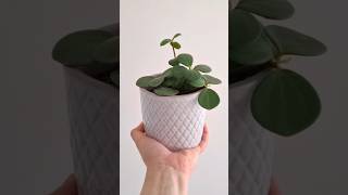 PEPEROMIA HOPE OR A RADIATOR HOUSEPLANT plants houseplants propagating planting therapy hope [upl. by Inalan]