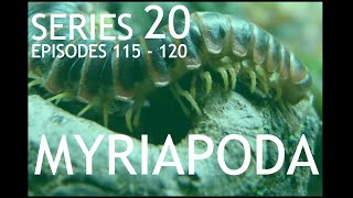 Series 20  Myriapoda [upl. by Harsho199]