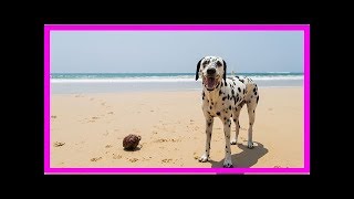 Urlaub mit Hund in Deutschland amp Europa Die 10 beliebtesten Reiseziele [upl. by Eeryk]