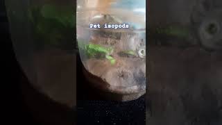 Isopod terrarium mypet lofi music [upl. by Annatnom195]