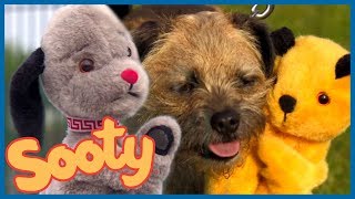 Sooty Tries to Train Sweep  The Sooty Show [upl. by Ennaj]