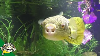 Tetraodon Mbu Puffer Largest Freshwater Puffer from Lake Tananyika Eating Clams [upl. by Oicnevuj]