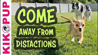 Dog training  Come adding DISTRACTIONS [upl. by Naret]