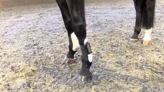 Conformation amp Correctness In A Dressage Horse [upl. by Aicitel]