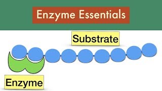 Enzyme Essentials Exam FeedbackLeaving Cert Biology Enzymes [upl. by Lidstone]