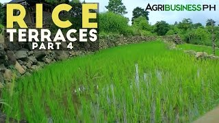 Rice Terraces Part 4  How to build Rice Terraces  Agribusiness Philippines [upl. by Meekar844]