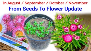 Grow Helichrysum From Seeds To Flower Update  Helichrysum From Seeds How To Grow [upl. by Aehsel902]