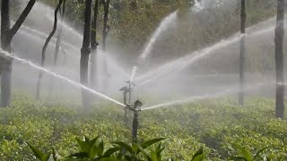 Sprinkler Irrigation System in Tea Garden Close Look 2018 [upl. by Colver]