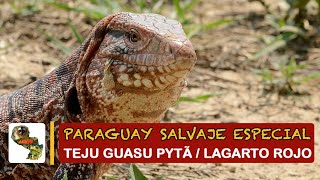 Paraguay Salvaje Especial Teju guasu pytã [upl. by Siver]