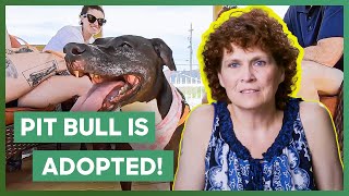 Lonely Pit Bull Is Finally Adopted  Pit Bulls amp Parolees [upl. by Anirbus322]