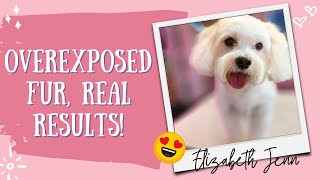 10 Minutes to a VELVETY Coton De Tulear with pro grooming tips [upl. by Malley]