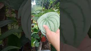 Peperomia Argyreia aka Giant WatermelonNapaka taba ng mga dahon myplants homegardening [upl. by Clarise]