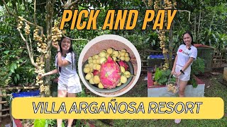 Sweet Lanzones Pick and Pay  Villa Argañosa Resorts [upl. by Kentiggerma911]