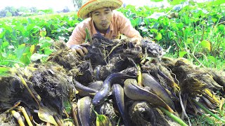 Incredible Fishing Founding Many Snakehead Fish amp Catfish in Water Hyacinth amp Rice Field [upl. by Yelak]