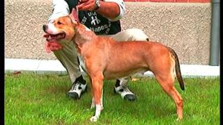 American Staffordshire Terrier  Pet Dog Documentary English [upl. by Airamana]