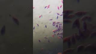 Protozoa Euglena under a microscope science biology [upl. by Anabahs376]