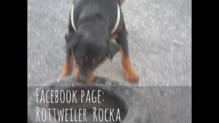 Rottweiler real fight [upl. by Anerdna]