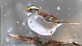 Whitethroated Sparrow Song [upl. by Liew]