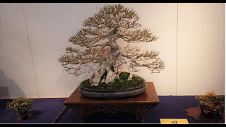 93rd KOKUFU TEN BONSAI EXHIBITION 2019 PART 2 Video 1  2  Tokyo Feb14 17 [upl. by Guenzi]