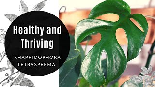 How to care for Rhaphidophora Tetrasperma Plant Care Tips  Plant Progress [upl. by Carrel]