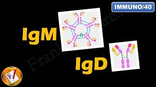 IgM IgD  Structure Properties and Functions FLImmuno40 [upl. by Lowrie]