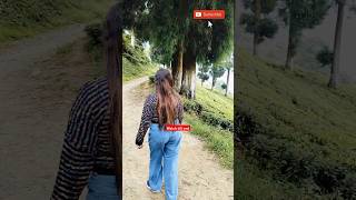 Tea Estate in Darjeeling teaestate tea teagarden darjeeling shorts ytshorts short trending [upl. by Pelletier195]