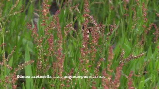 Rumex acetosella [upl. by Anoniw]