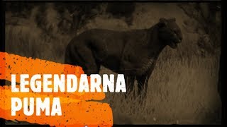 Red Dead Redemption 2  Legendarna czarna puma [upl. by Nierman]