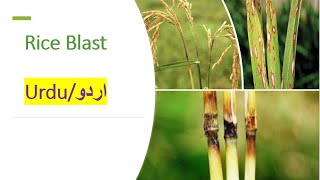 Rice Blast Disease Pyriculria oryzae Symptoms and Effective Management Strategies [upl. by Alice]