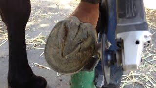 Trimming Horse Hooves for Hoof Health How to trim horse hooves horse hooftriming hoofcleaning [upl. by Ahsemac]