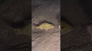 night spearfishing videos fishing short crocodile [upl. by Yllas352]