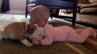 Bulldog puppy kissing the baby [upl. by Nnyllatsyrc39]