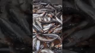 Cómo se hacen las sardinas🐟 enlatadas en las fábricas 🏭 [upl. by Adhamh]