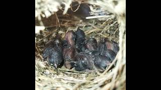 Ep128 Scalybreasted munia Birds All bird nests [upl. by Orfurd31]