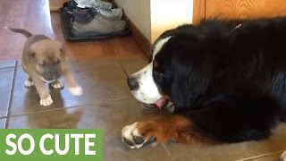 Bernese Mountain Dog preciously befriends 4weekold puppy [upl. by Hilleary]