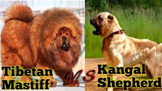 Kangal vs Tibetan mastiff  Tibetan mastiff vs kangal comparison [upl. by Mirna]