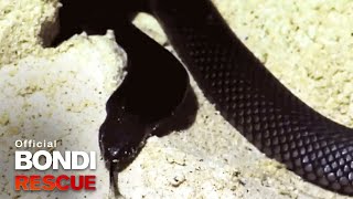 Poisonous Black Snake  Best of Bondi Rescue [upl. by Tamara113]