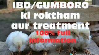 Ibdgumboro in poultry  ibdgumboro के लक्सण और ईलाज IbdGumboro treatment  Birna virus ka ilaaj [upl. by Slotnick493]