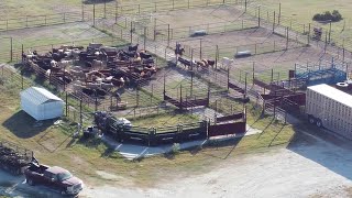 Cattle Hauling  Mart TX to Dalhart TX [upl. by Kristos]