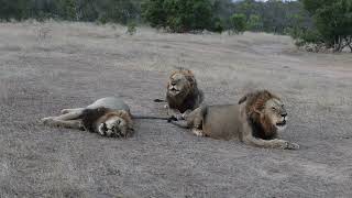 Thornybush Saseka Camp  Singing trio of male lions 10 8 2024 Thornybush [upl. by Cone]