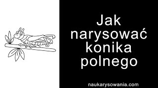 Jak narysować konika polnego  Rysowanie konika polnego krok po kroku [upl. by Alue]