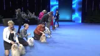 Voittaja 2014 koiranäyttely  ryhmäkilpailut ja Best in Show [upl. by Nilesoj]