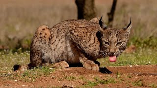 Iberian Lynx hydrating [upl. by Asiled861]