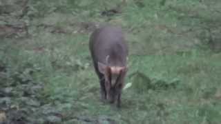 Big Muntjac Buck [upl. by Grobe263]