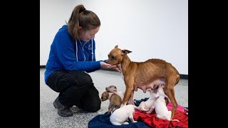 Sir Kennels Breaks down in Tears and things went dog caninetraining realapbt [upl. by Igenia923]