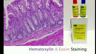 5 Hematoxylin and Eosin staining  HampE MLTLectures [upl. by Turrell]